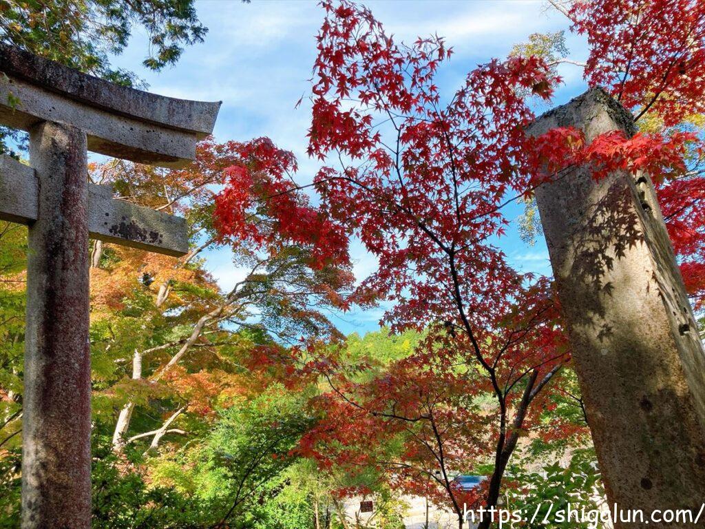 長寿寺の紅葉　白山神社の鳥居の辺り