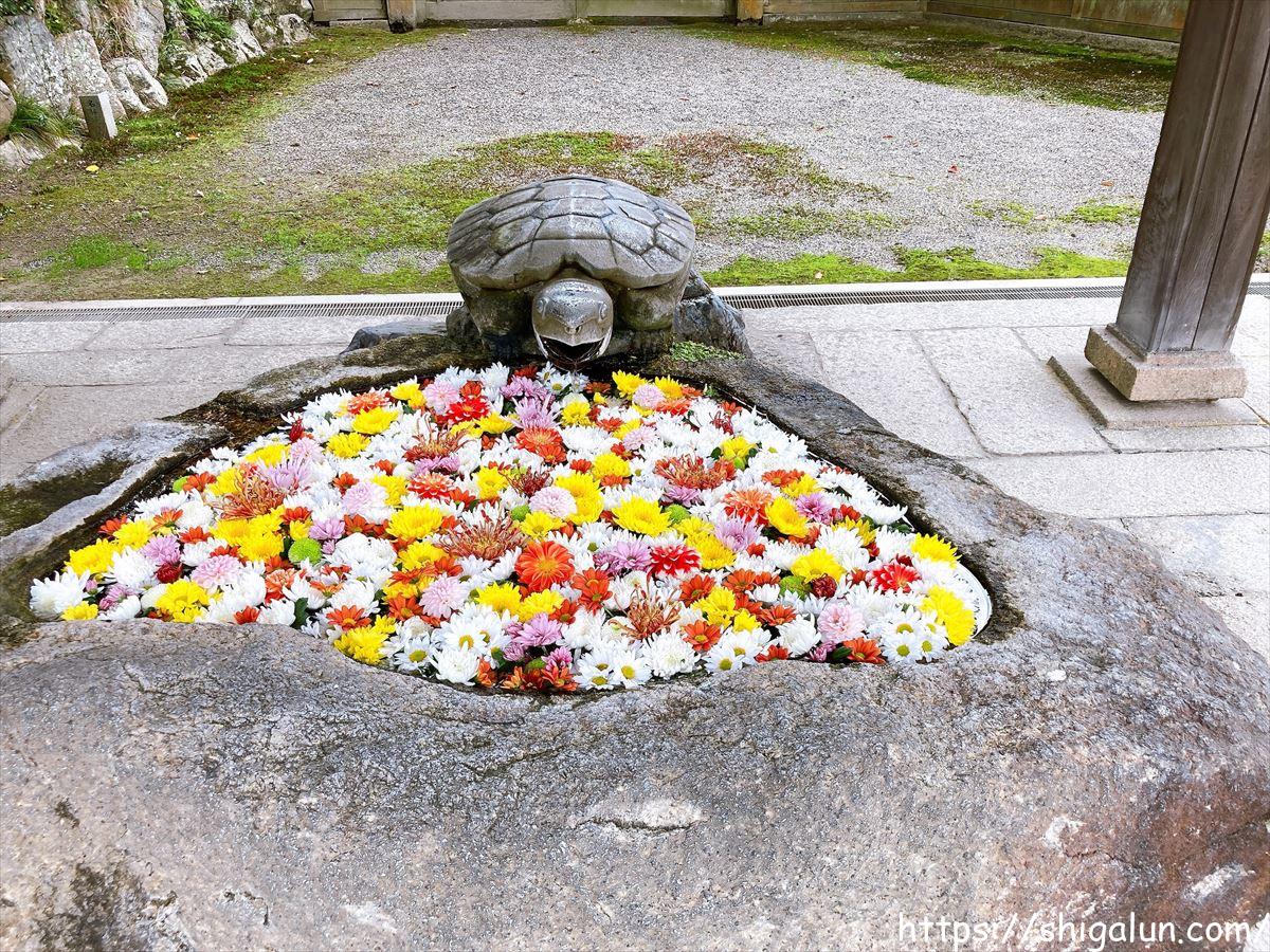 兵主大社のご利益は?境内や紅葉も紹介。白蛇、亀、鹿、狛犬の由来は?