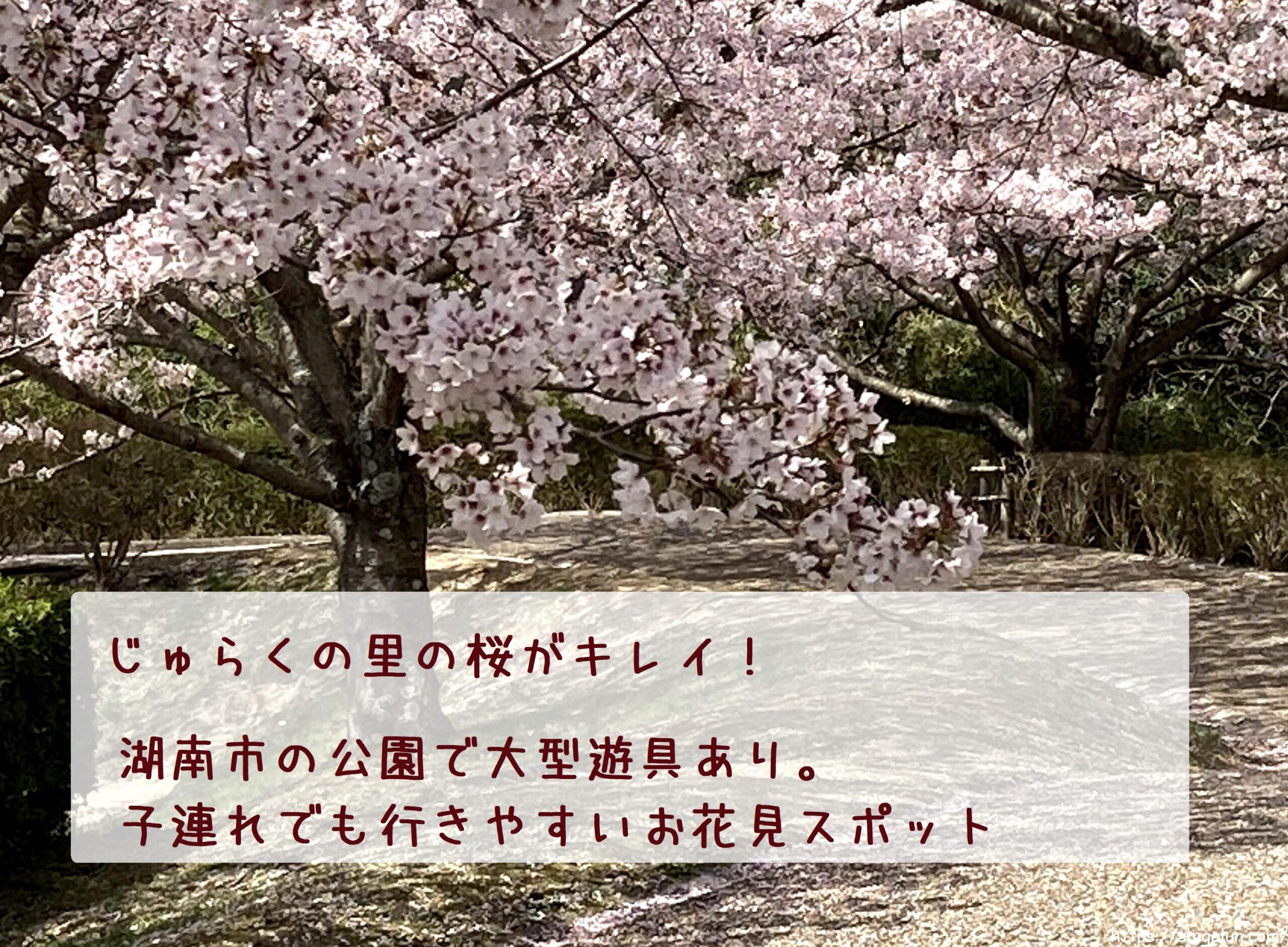じゅらくの里の桜が綺麗!滋賀県湖南市のお花見スポット。公園なので子連れでも行きやすい♪