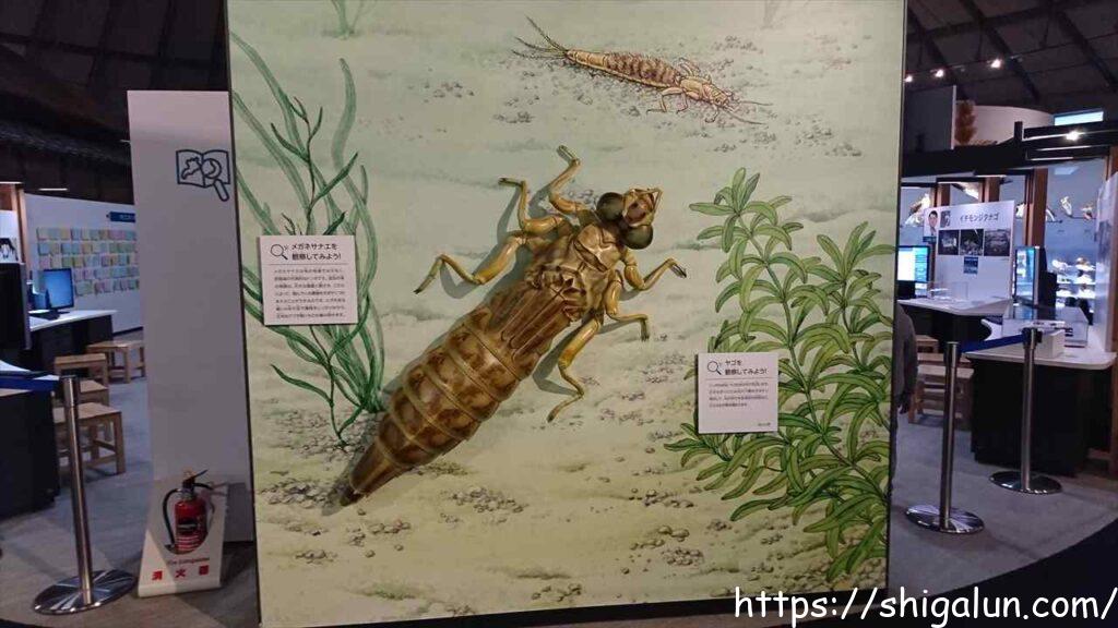 琵琶湖博物館C展示室の水生生物