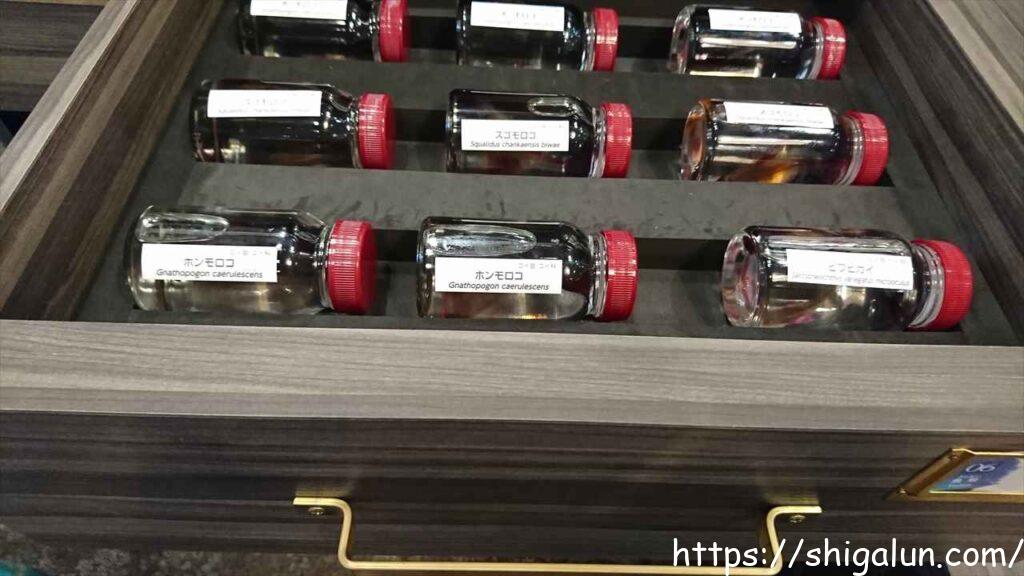 琵琶湖博物館の大人のディスカバリールーム 引き出しを開けて展示物を見ることができます。