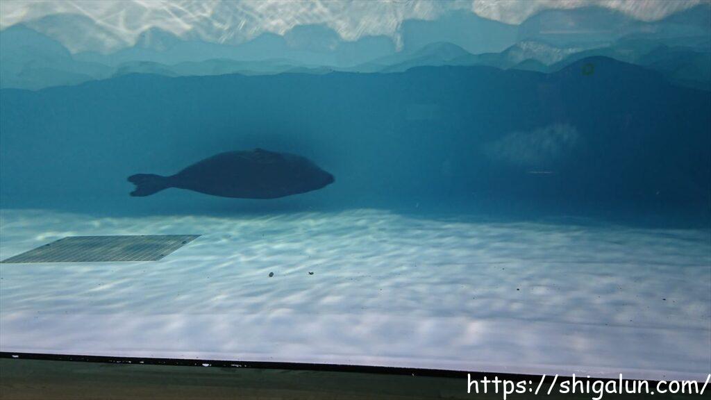 琵琶湖博物館で人気のバイカルアザラシとは？