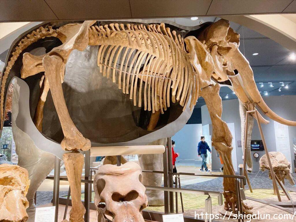 琵琶湖博物館A展示室　ゾウの半身骨格