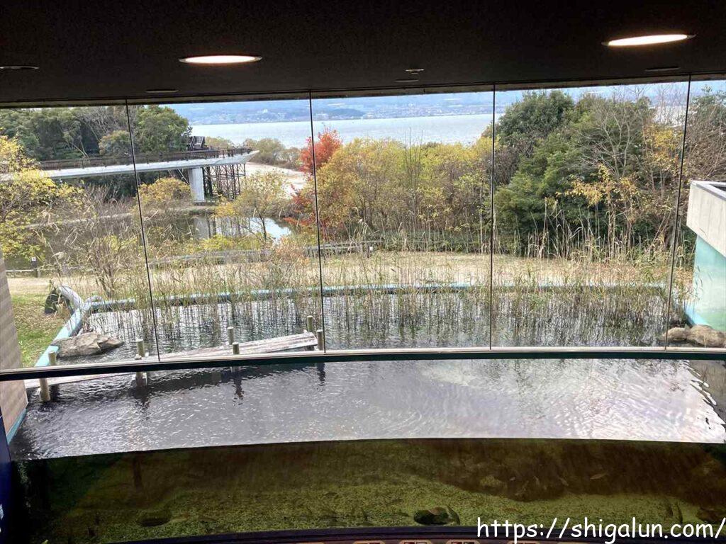 琵琶湖博物館C展示室から見る水槽