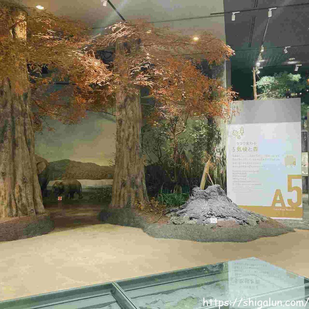 琵琶湖博物館A展示室のゾウの住む森