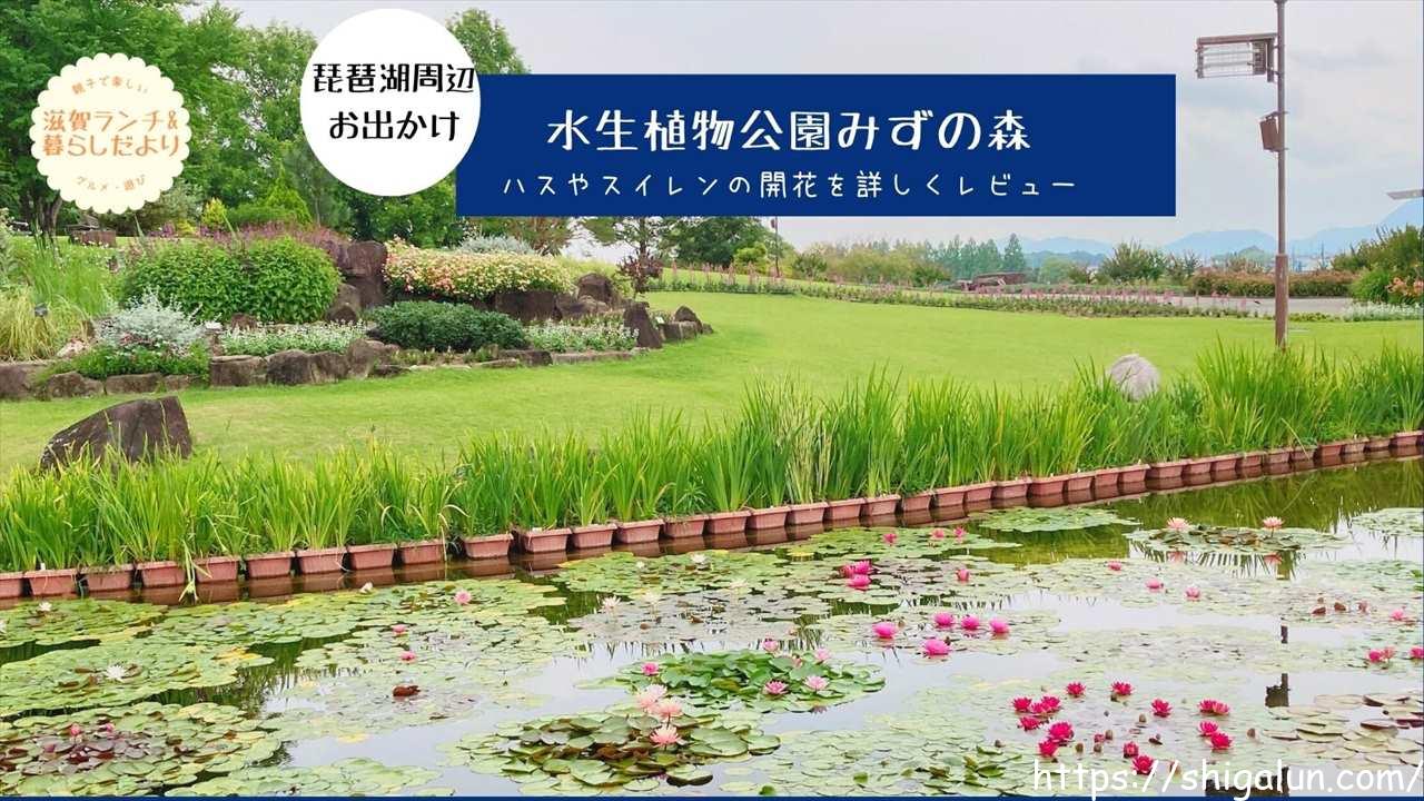 水生植物公園みずの森 ハスや睡蓮が見頃なので行ってみた イベントや他の開花状況も 滋賀ランチ 暮らしだより 水生植物公園みずの森 ハスや睡蓮が見頃なので行ってみた イベントや他の開花状況も 滋賀ランチ 暮らしだより