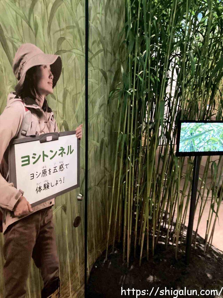 琵琶湖博物館C展示室のヨシトンネル入り口