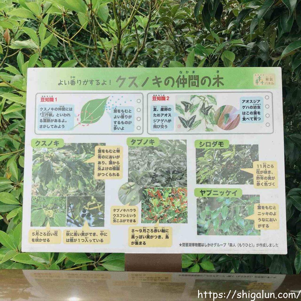 琵琶湖博物館の樹冠トレイル1 トレイル解説図
