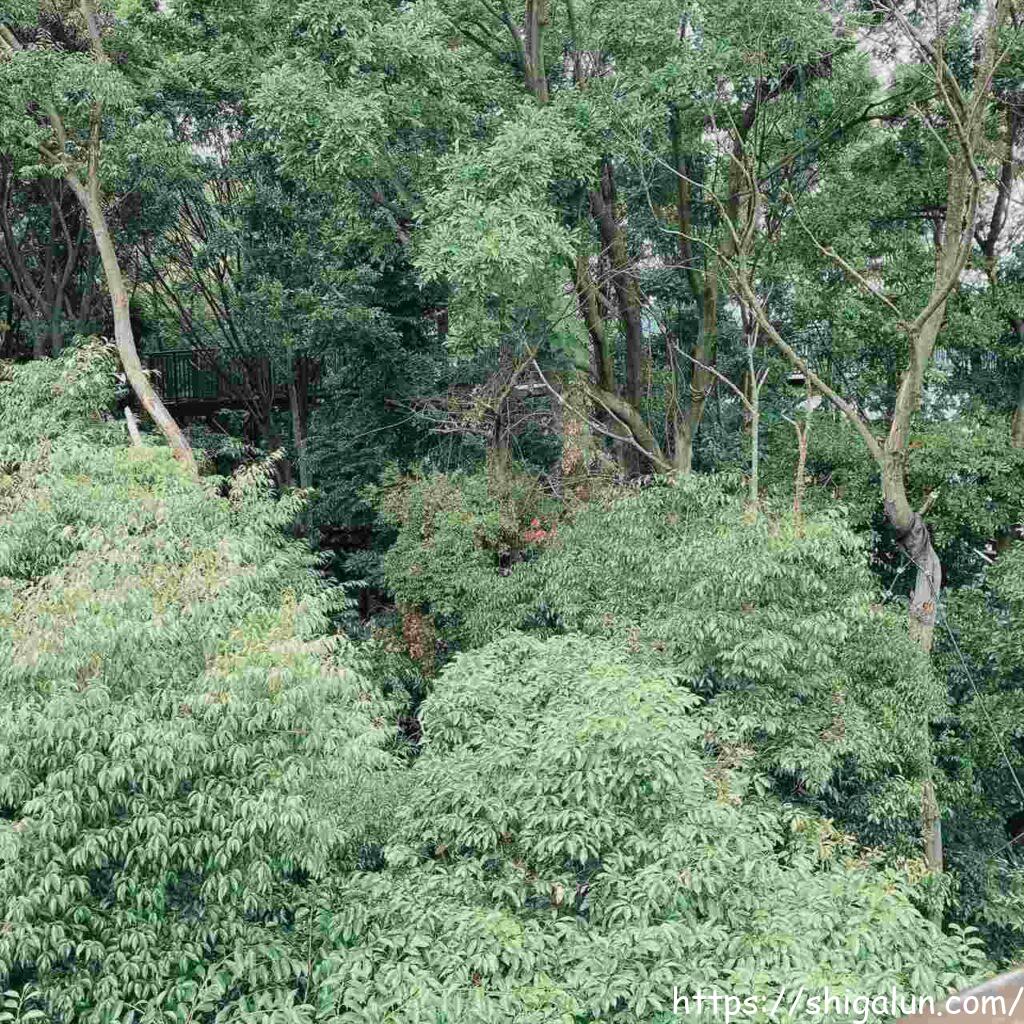 琵琶湖博物館の樹冠トレイル　鳥の目デッキ、丸子船デッキから見える樹冠