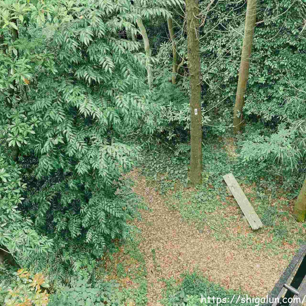 琵琶湖博物館の樹冠トレイル 森のトレイルから見下ろした木々