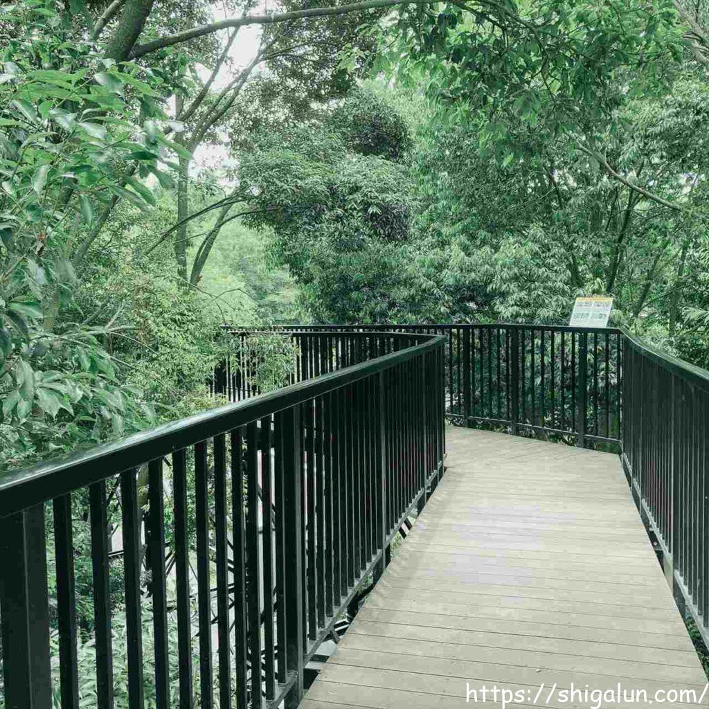 琵琶湖博物館の樹冠トレイル　森のトレイル