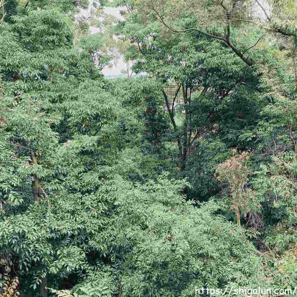 琵琶湖博物館の樹冠トレイル　森のトレイルから見た樹冠