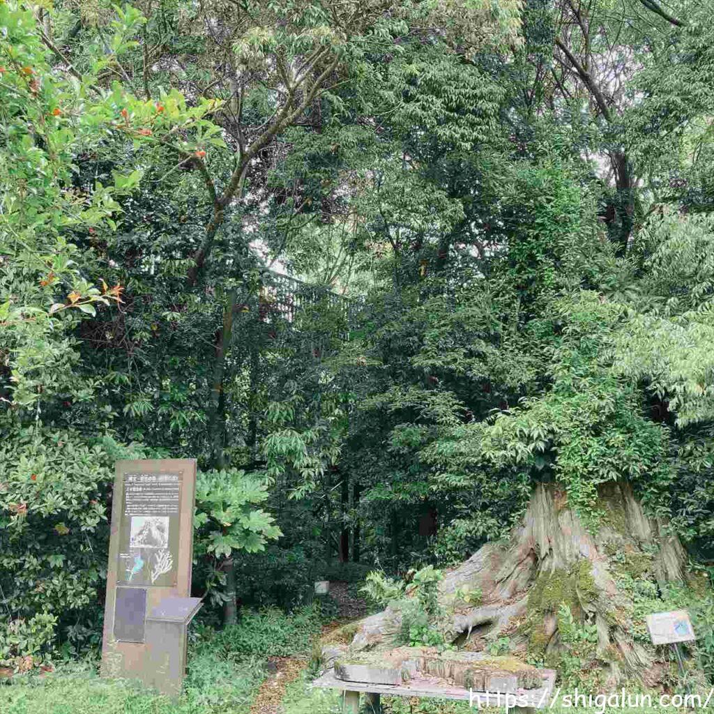 琵琶湖博物館の屋外展示１　縄文弥生の森の杉の埋没林