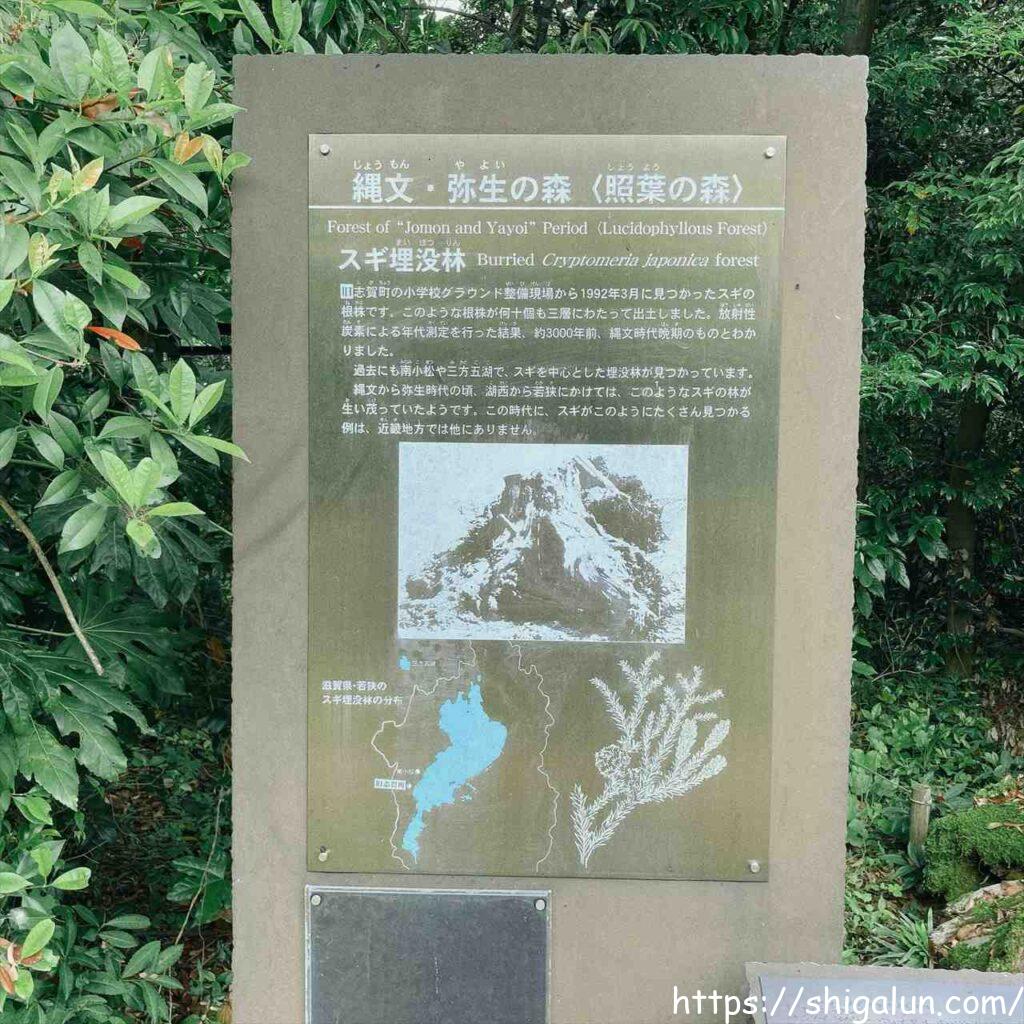 琵琶湖博物館の屋外展示１　杉の埋没林の説明
