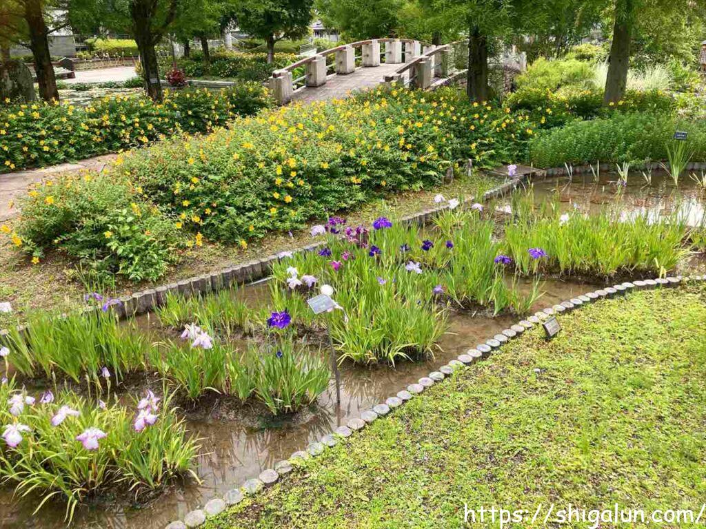 草津市立水生植物公園みずの森の見どころ６　湿性花園の花菖蒲