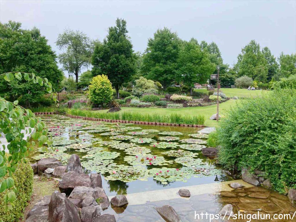 草津市立水生植物公園みずの森の見どころ　スイレン池