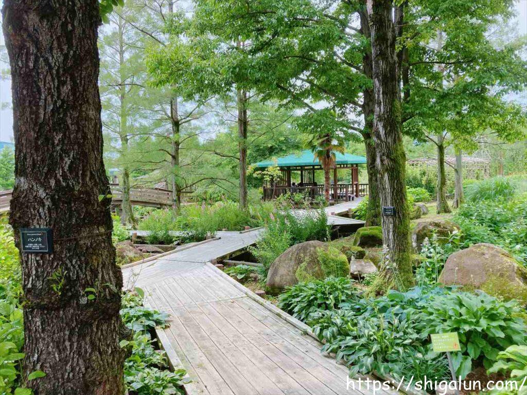 草津市立水生植物公園みずの森の見どころ６　湿性花園