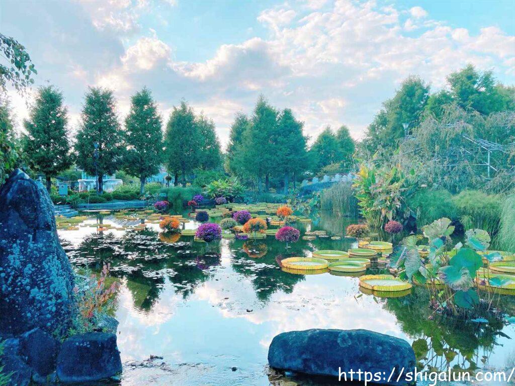 草津市立水生植物公園みずの森の見どころ２　花影の池