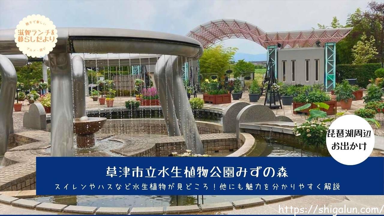 草津市立水生植物公園みずの森の見頃は?ハスや睡蓮、他の見所もブログで解説。