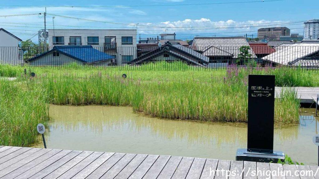 ヤンマーミュージアムのビオトープの様子